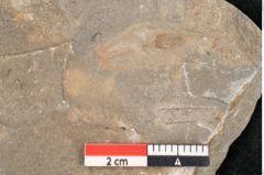 Foto (Detailansicht) von Jordania moravica Helmh. (NHMW-GEO-2024-0188-11144)
